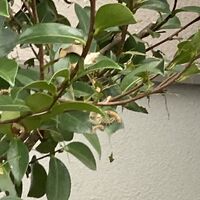 画像1439：ルリアリの駆除