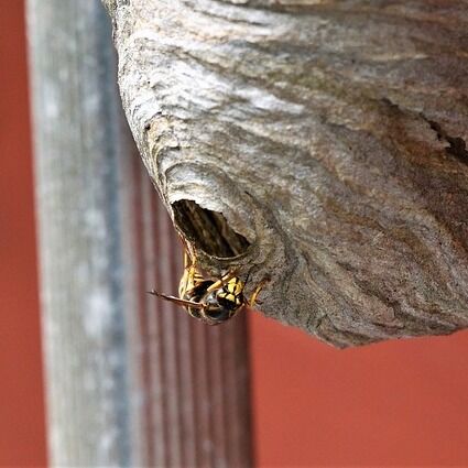long-head-wasp-g95a977000_640